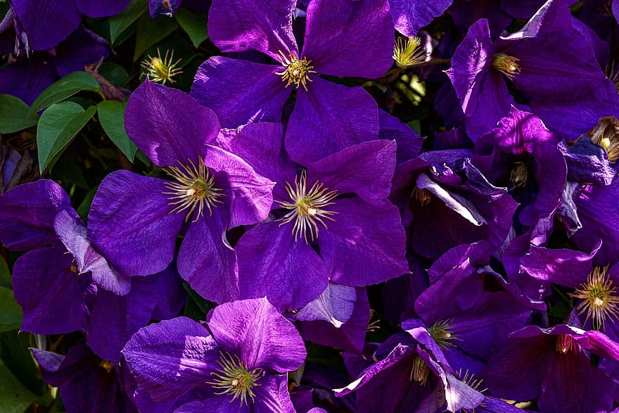 Clematis, Purple, Climber Plant, Petals, Bloom, Violet, Flowers, Stamp, Close Up, Flower, An Ornamental Summer