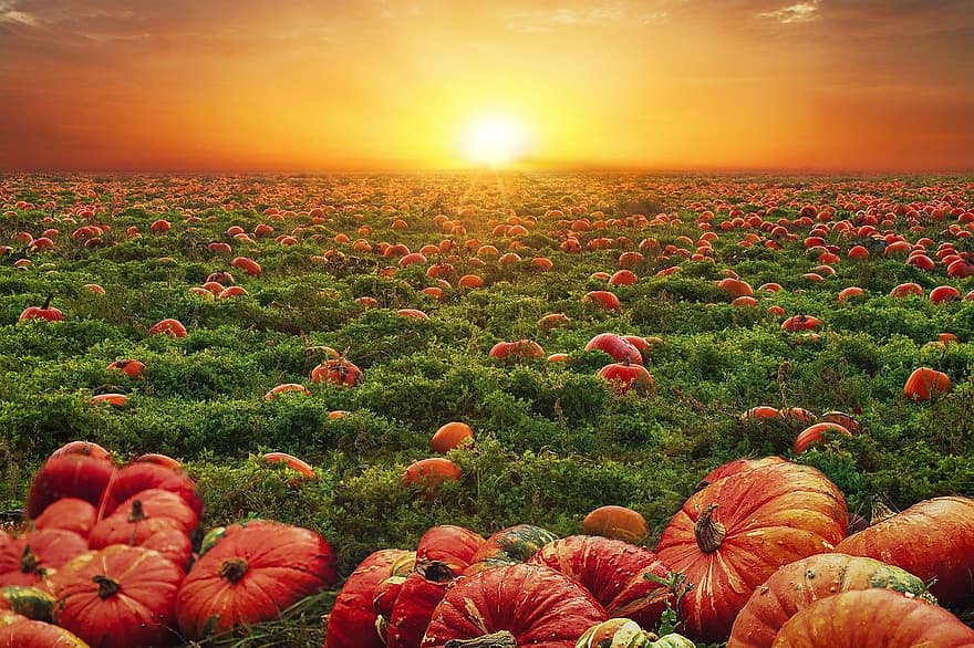 pumpkins, field, sunset