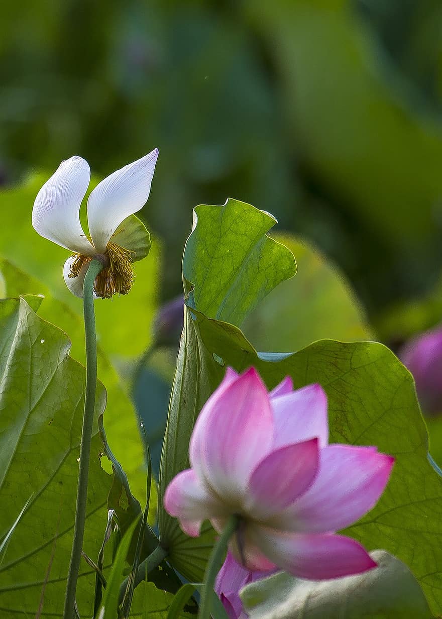 lotus, bi, kan blomstre sæson, levende farver, lyserød, botanisk