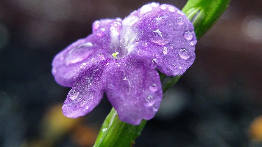 ruellia, violetinė gėlė, makro, vandens lašai