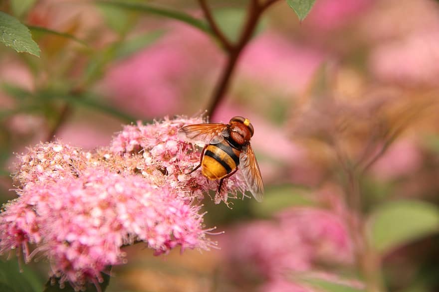 volucella zonaria, hornet mimic hoverfly, lyserøde blomster, blomster, insekt, natur, biodiversitet, makro, have, tæt på