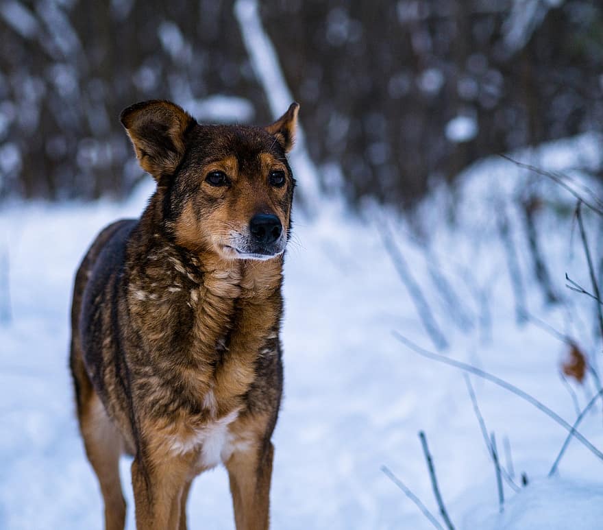 Dog, Wolf, Snow, Animal, Winter, Nature, Canine, Wild, Mammal, Wildlife, Canis