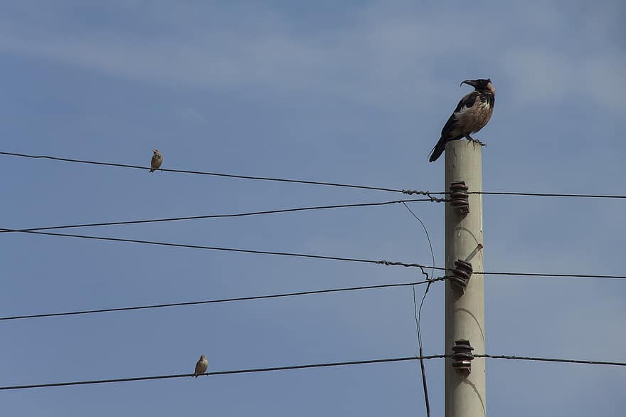 Birds, Crow, Sparrow, Animals, Electrical Cable, beak, feather, animals in the wild, blue, perching, pole