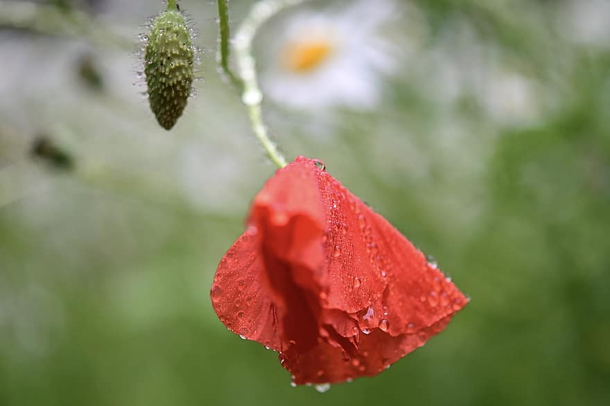Haşhaş, çiçek, Çiçek açmak, sivri çiçek, yağmur damlası, ıslak, çiy
