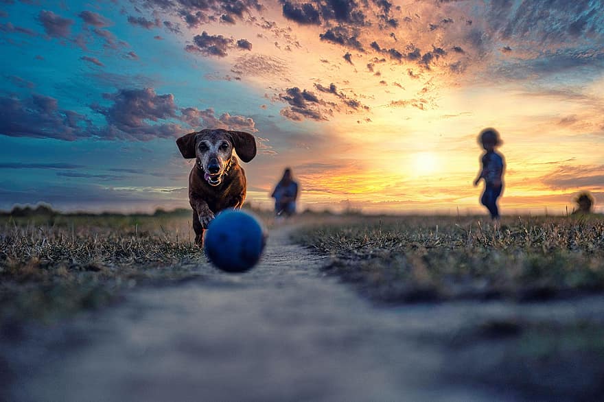 sällskapsdjur, hund, vän, spel, parkera, spela, solnedgång, gräs, natur, spelar, boll