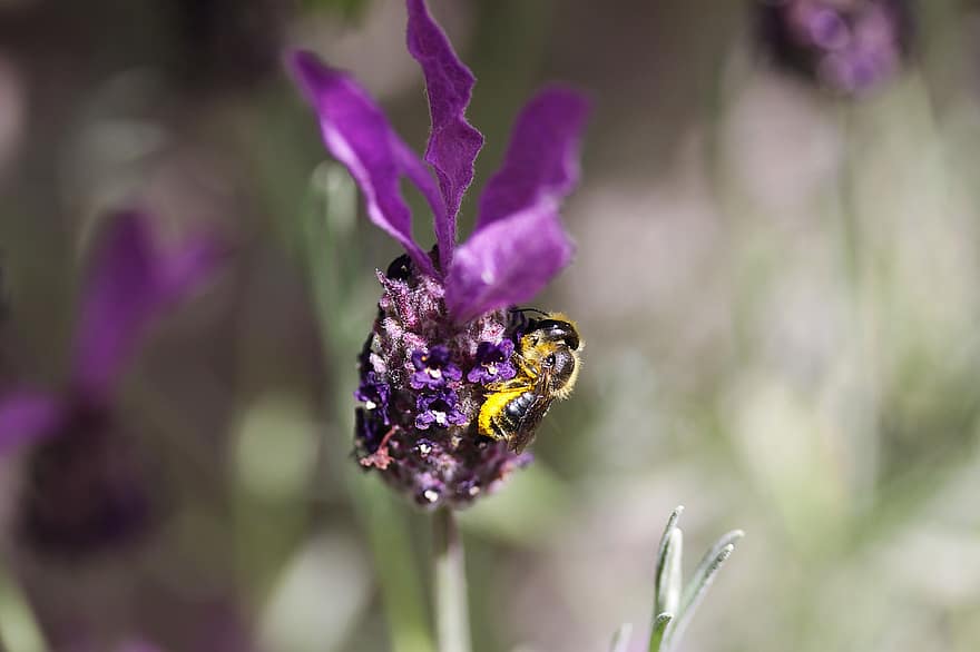 fialové květy, včela, opylování, hmyz, makro, Příroda, detail, květ, rostlina, letní, zelená barva