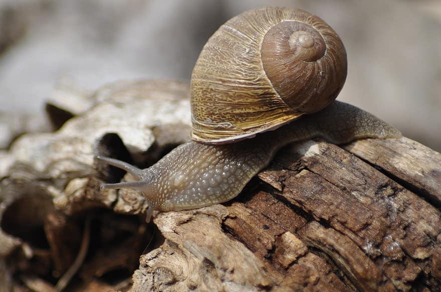 Snail, Clam, Shell, Slowly, Mucus, Creature, Snails