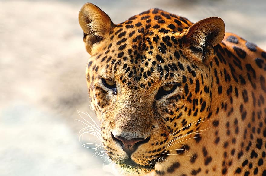 leopardo, animal, mamífero, depredador, fauna silvestre, safari, zoo, naturaleza, fotografía de vida silvestre, desierto