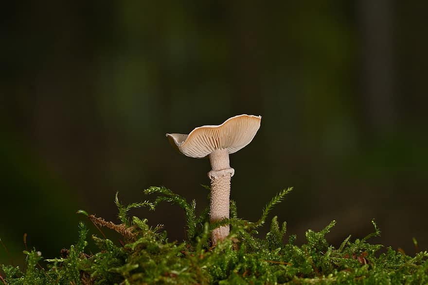 гриб, грибок диска, мох, крупный план, грибок, лес, завод, зеленого цвета, неразвитый, макрос, рост