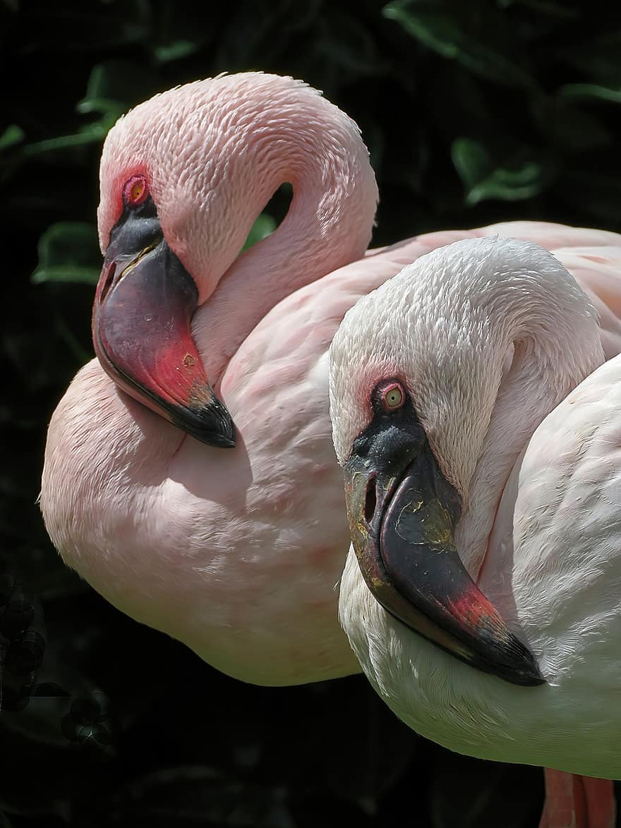 Flamingos, Birds, Animals, Wading Birds, Large Birds, Avian, Beak