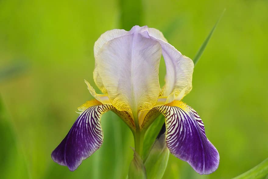 iris, bunga, menanam, iris berjanggut, kelopak, berkembang, taman, alam, dekoratif, merapatkan, daun bunga