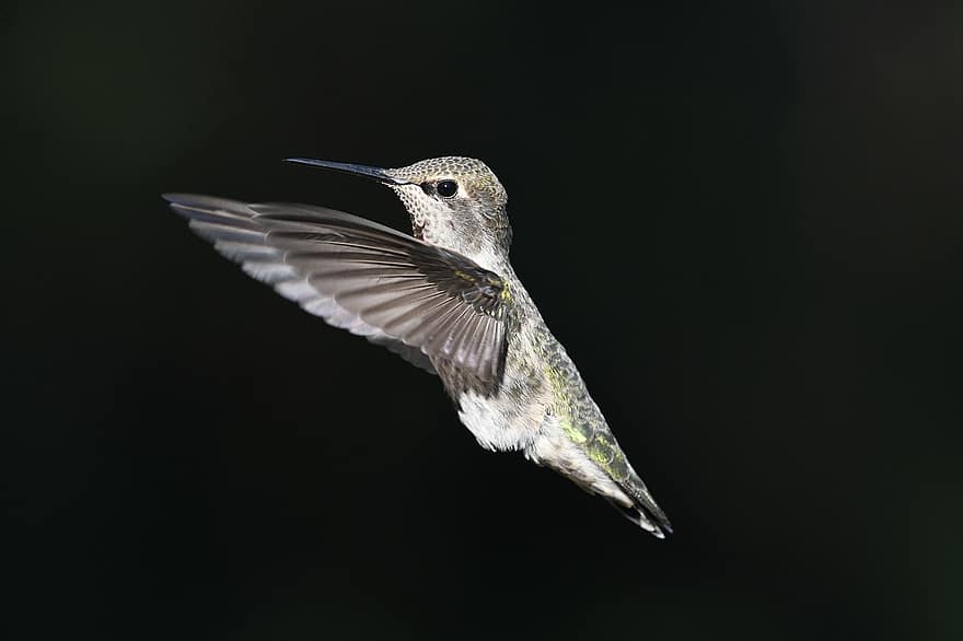 colibri d'Anna, oiseau, animal, en volant, plumage, plumes, le bec, faune, la nature, sauvage, observation des oiseaux