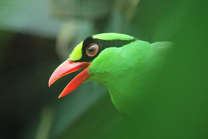 Javanská zelená straka, pták, zvíře, Cissa Thalassina, ptačí, volně žijících živočichů, Jáva