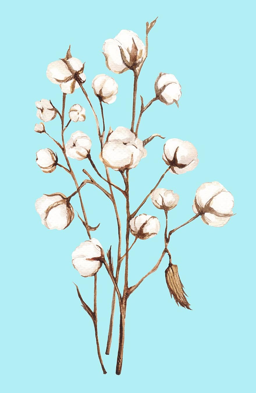 bavlna, rostlina