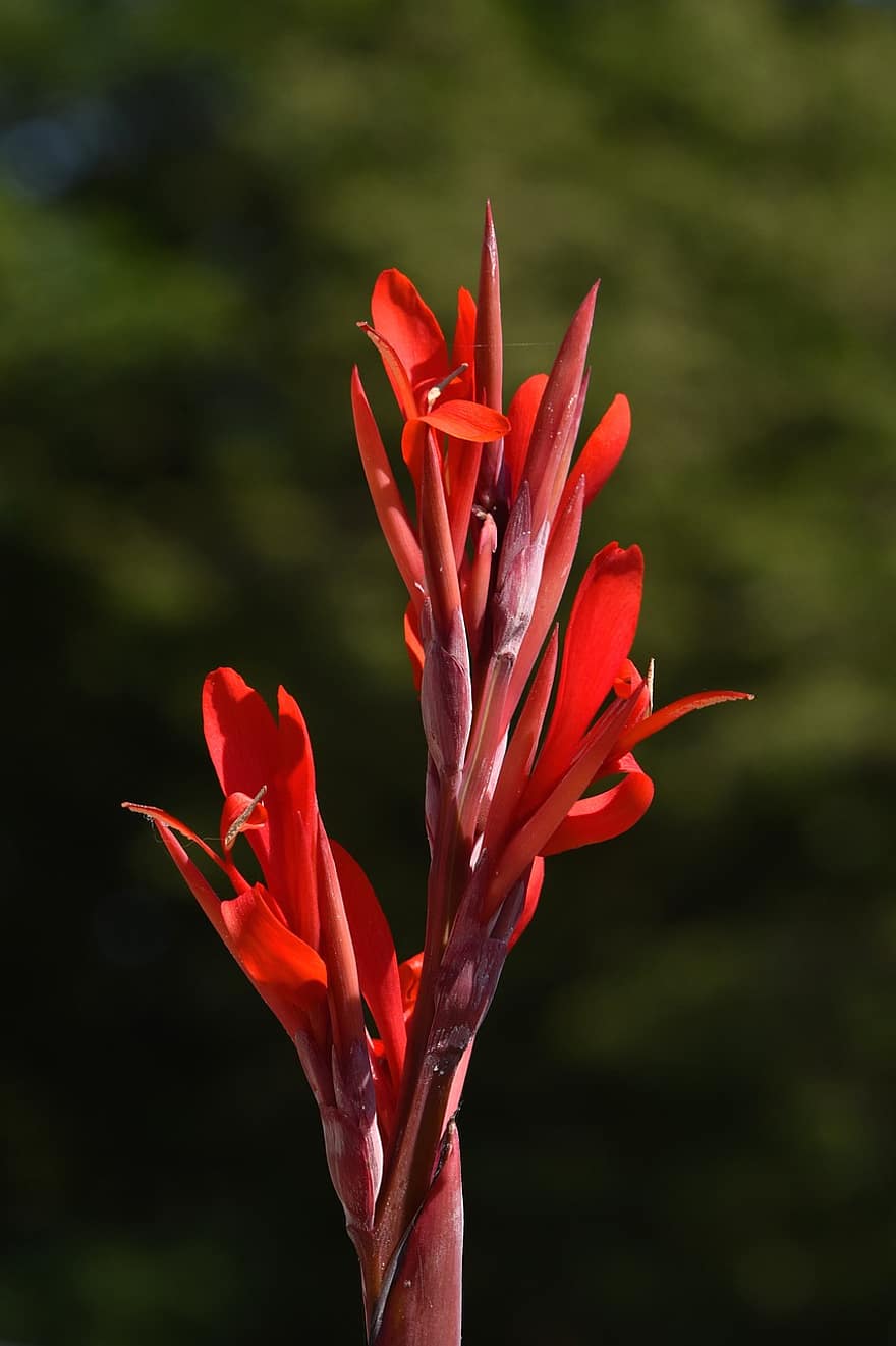 Flowers, Plant, Red, Canna, Decorative, Garden, Park, Nature, Bloom, Spring, Blossom