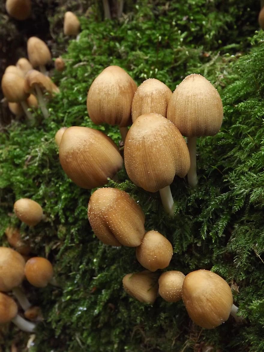 грибы, микология, мох, природа, лесистая местность