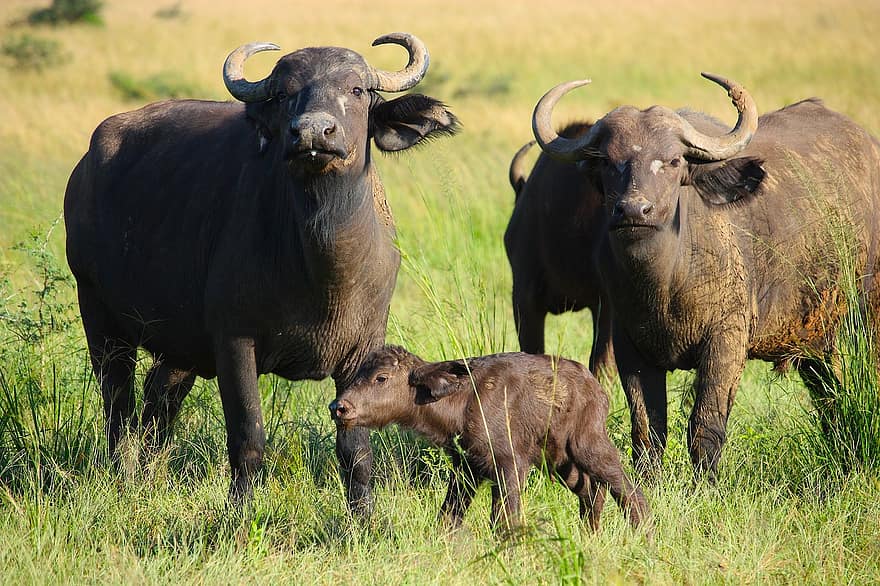 waterbuffels, kalf, dieren, dieren in het wild, Baby Waterbuffel, zoogdieren, natuur, farm, gras, vee, landbouw