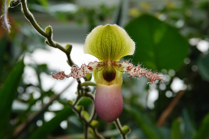 orquídea, flor, raro, flora, fechar-se, plantar, folha, cor verde, cabeça de flor, pétala, frescura