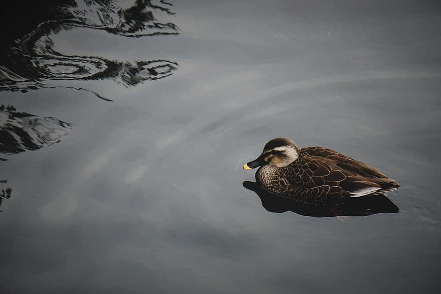 ördek, yüzmek, gölet, Yüzme ördeği, tüyler, su kuşu, ave, kuş, ornitoloji, sakin, doğa