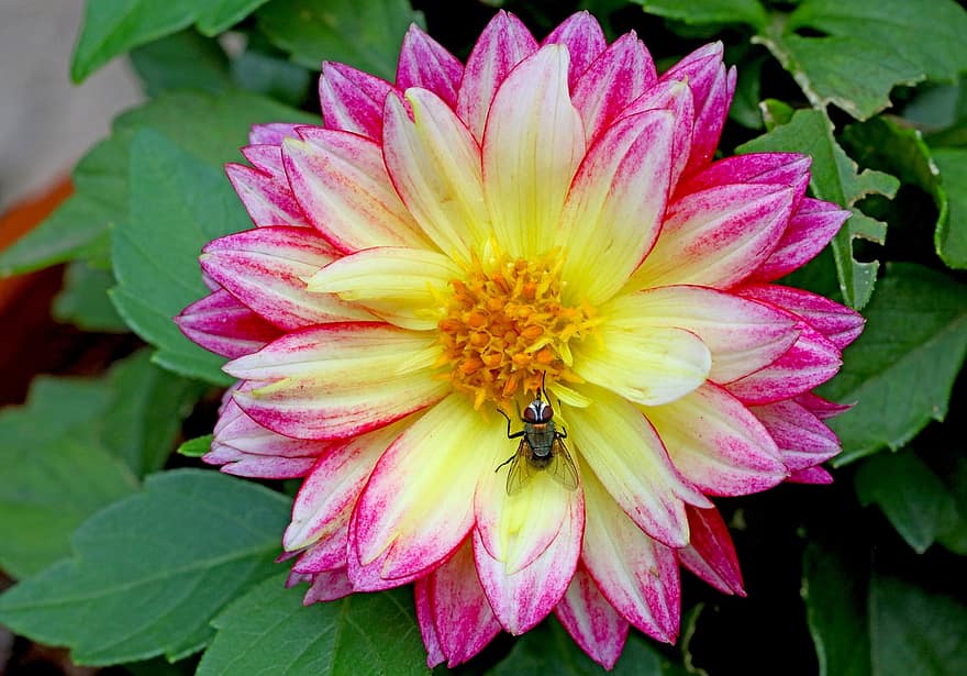 Flower, Dahlia, Fly, Insect, Bloom, Plant, Leaves, Garden, Nature