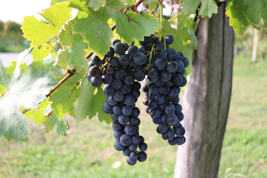 العنب ، الكروم ، الكرمة ، حقل عنب ، الفاكهة ، عضوي ، ينتج ، حصاد ، زراعة الكروم ، زراعة الخمر ، rebstock