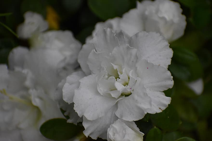 azalea, blomst, anlegg, hvit blomst, petals, natur