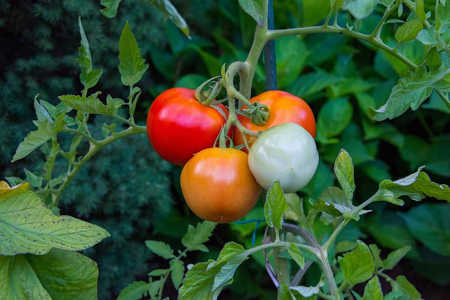 tomates, des légumes, jardinage, Mohan