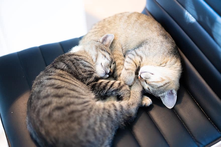 schlafende Kätzchen, Kätzchen, Katzen, Haustiere, katzenartig