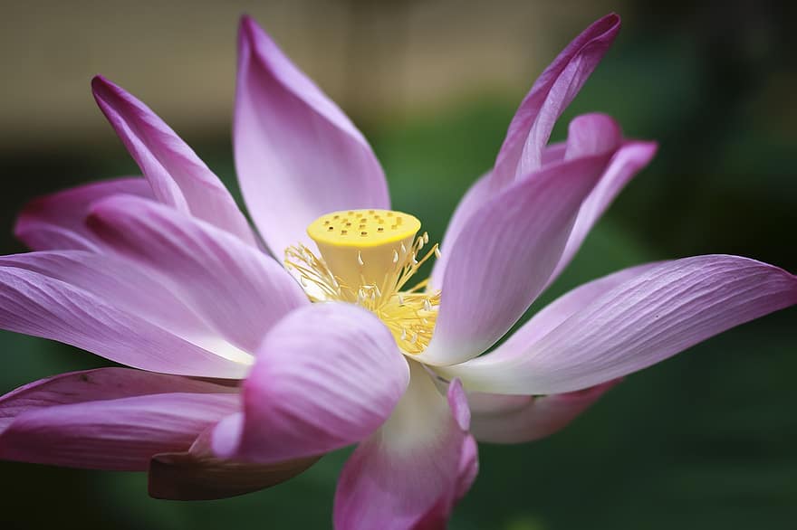 Lotus, Seerose, pinke Blume, Blume, Lotus Blume, Wasserpflanze, Pflanze, Blütenblatt, Blütenkopf, Nahansicht, Sommer-