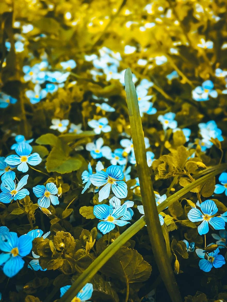 květiny, louka, modré květy, Příroda, letní, květ, rostlina, detail, list, svěžest, jaro