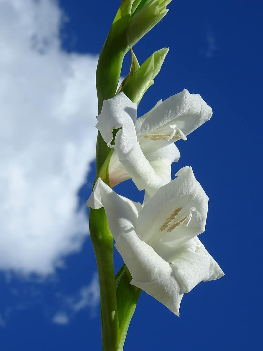 flor, gladíolo, branco, Gladíolo Branco, nuvens, Flor de cuba, querida, céu azul