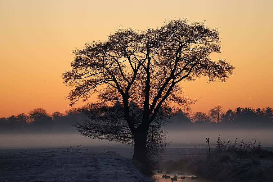 árvore, alvorecer, inverno, nevoeiro, patos, holandês, natureza, romântico, por do sol, panorama, crepúsculo