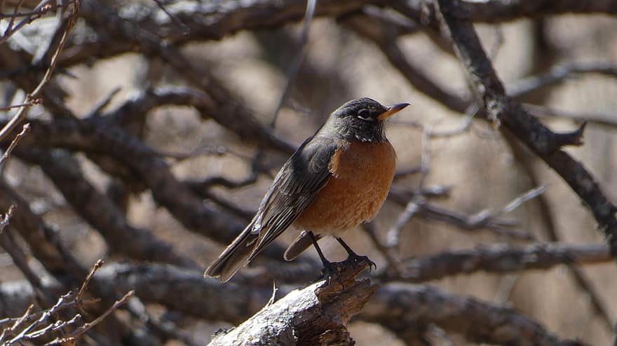 robin, pássaro, Colorado, desfiladeiro, natureza, aviária, ornitologia, animais em estado selvagem, bico, ramo, pena
