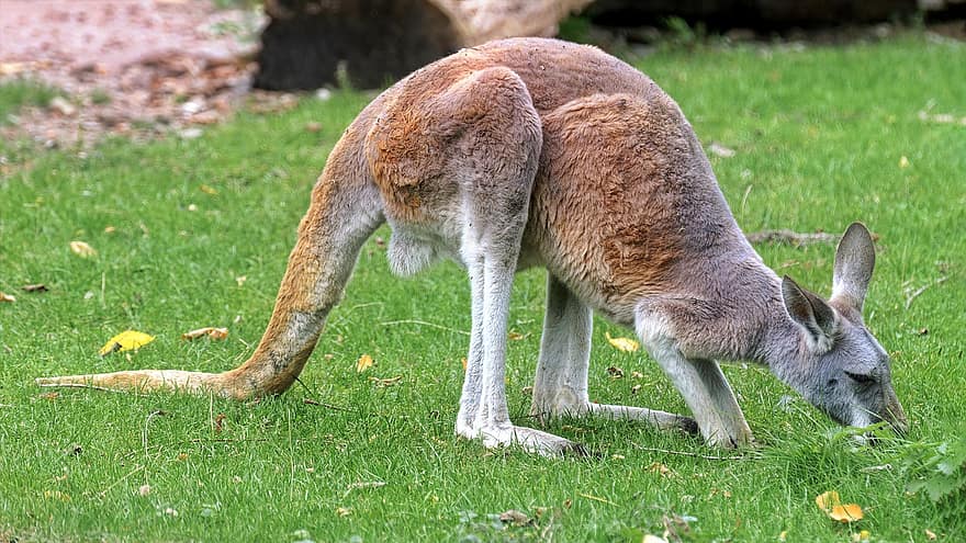 kangourou, animal, ruminant, Porteur de bourse, zoo
