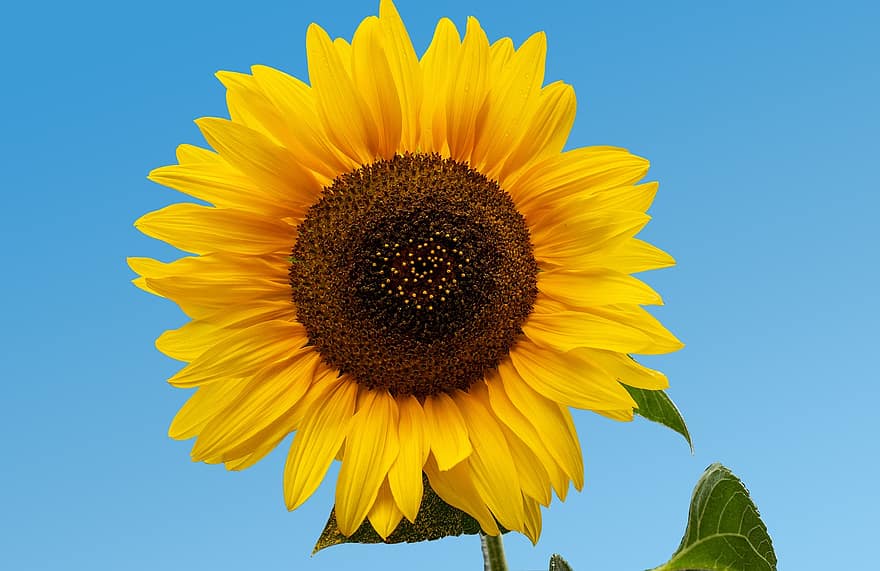 zonnebloem, bloem, bloemblaadjes, gele bloem, bloeien, bloesem, bloeiende plant, sierplant, fabriek, flora, natuur