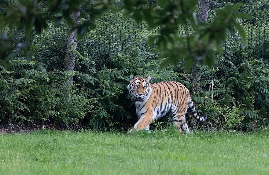 тигр, хищник, охотник, природа, животное, живая природа, опасно, полосы, кошка, зверь, дикий