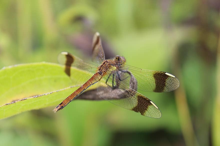 Dragonfly, Insect, Wings, Bug, Nature, Animal, Biology