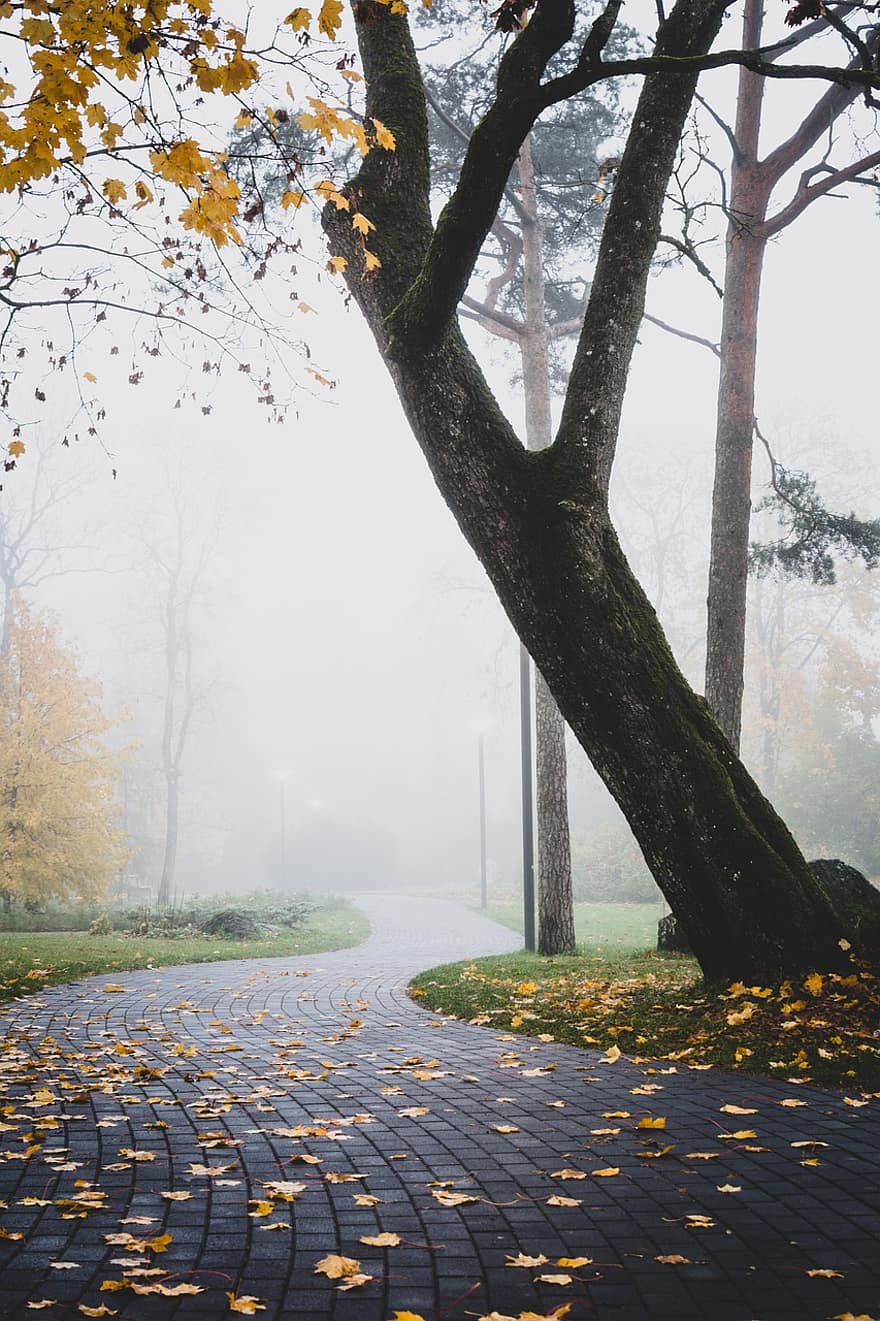 chodník, park, podzim, mlha, cesta, silnice, ulice, strom, listy, náladový, krajina