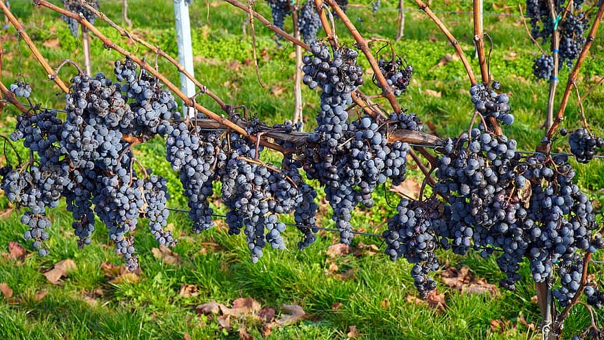 druer, vinstokker, vinranker, vingård, frukt, organisk, produsere, innhøsting, vindyrking, Rebstock, dyrking
