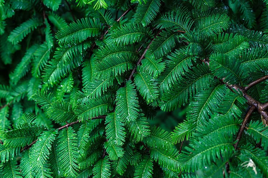 Conifer, Branch, Tree, Plant, Forest, Flora, leaf, green color, backgrounds, close-up, freshness