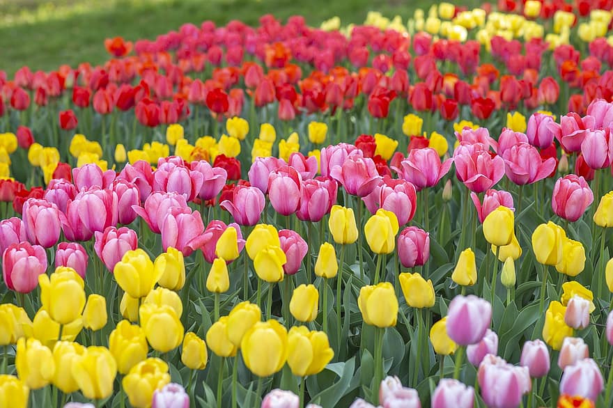 tulipes, rouge, jaune, rose, coloration, or, épanouissement, le jardin, tulipe, fleur