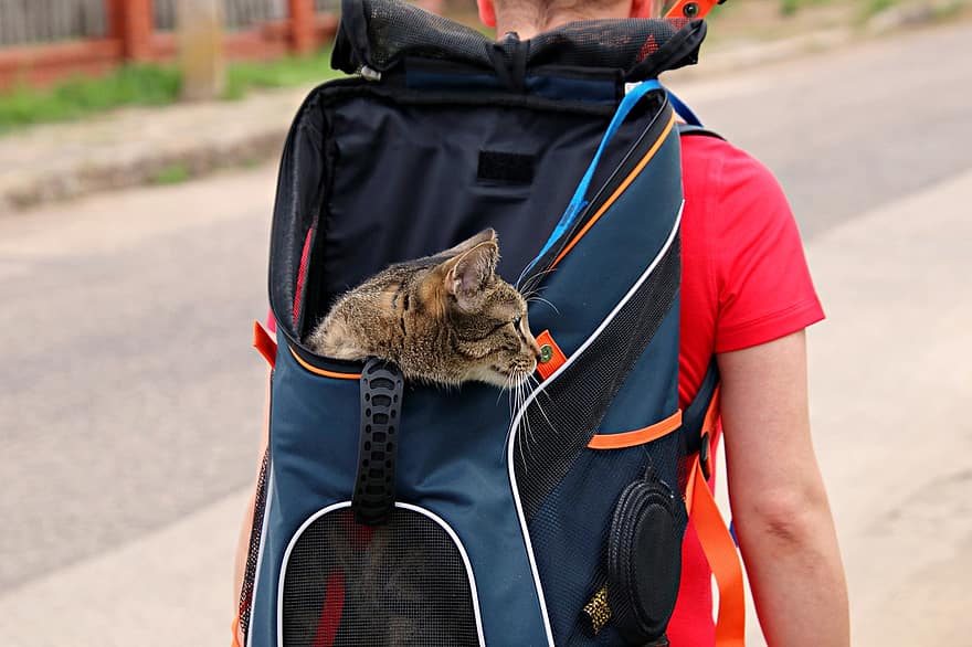 Trasportino per gatti, gatto, zaino, animale domestico, animale, animali domestici, uomini, una persona, sport, adulto, gatto domestico