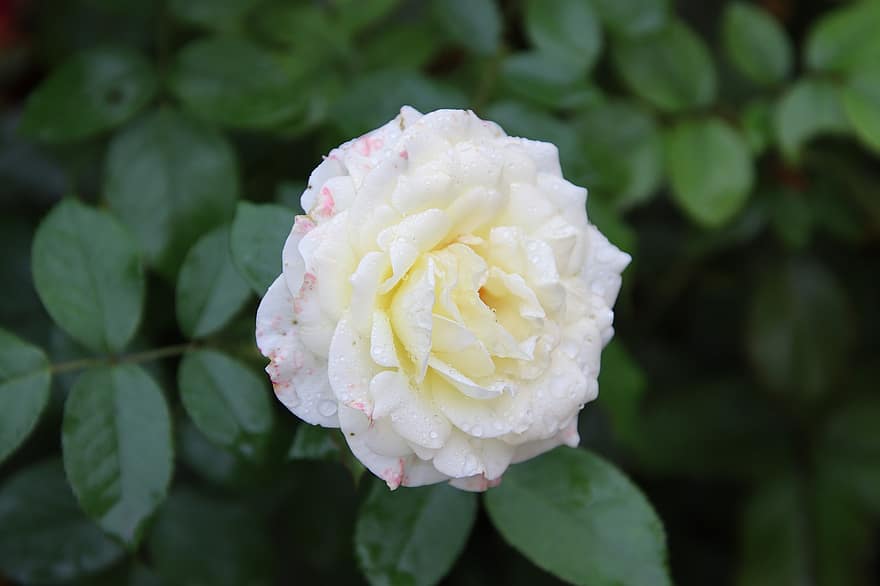 Rose, Flower, White Rose, Petals, White Petals, Bloom, Blossom, Flora, Botany, Raindrop, Dew