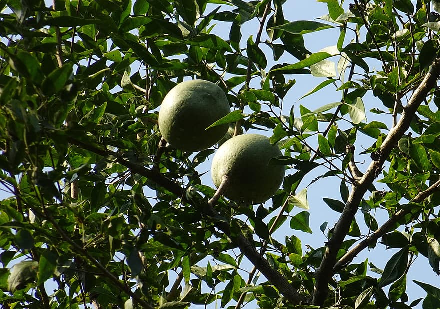 καρπός, αμάλτα μαρμελά, bengal quince, ξύλο μήλο, bili, πέτρινο μήλο, bilva, bel, δέντρο, τροπικός, bael