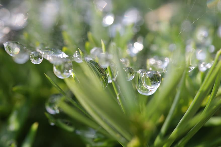 роса, капли росы, Web, паутина, трава, бисер, боке, воды, природа, влажность, дождь
