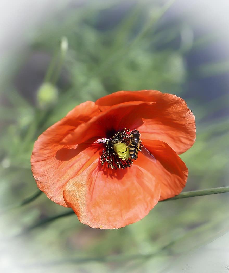 poppy, bee, pollination, close-up, flower, summer, plant, petal, green color, yellow, flower head