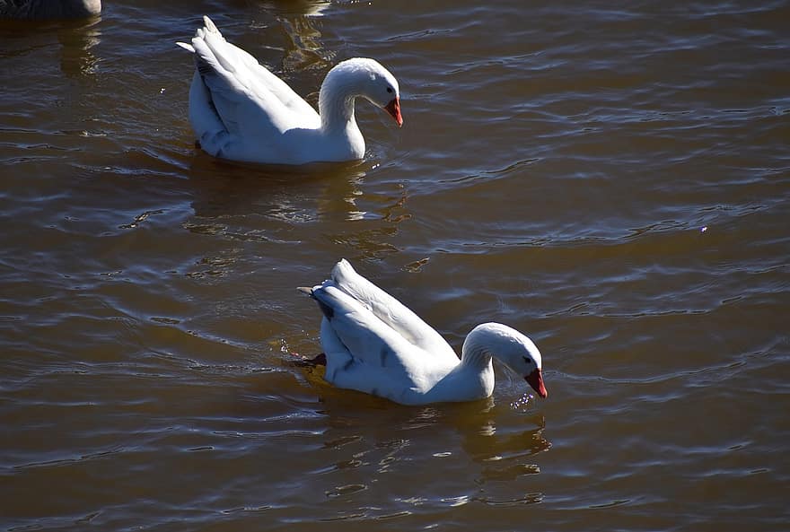 Swans, Birds, Animals, White Swans, Waterfowl, Water Bird, Aquatic Bird, Plumage, Lake, Nature, Duck