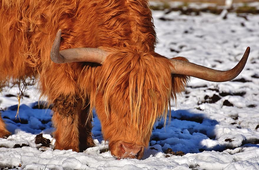 Schotse hooglandkoe, bul, koe, kyloe, herkauwer, rundvlees, hoorns, hoogland vee, vacht, vee, gehoornd