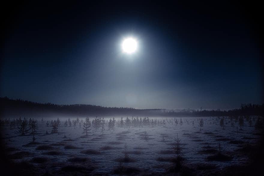 zimowy, zimno, noc, księżyc, sfotografować, niebieski, mrożony, krajobraz, ze, zing, drzewa