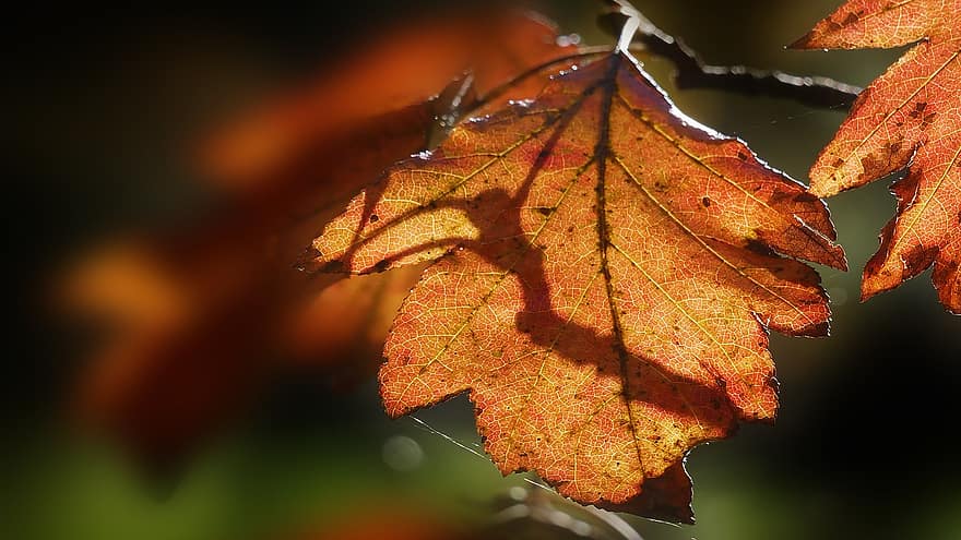 blad, natuur, herfst, seizoen, vallen, Bos, geel, detailopname, oktober, boom, achtergronden